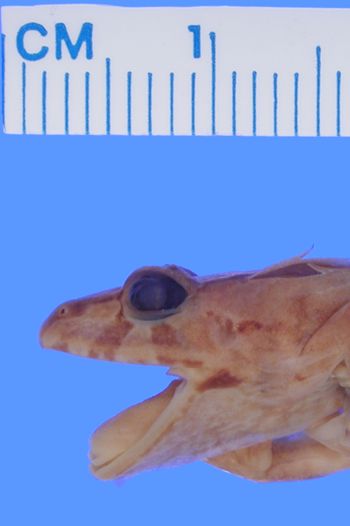 Media type: image; Herpetology A-8981